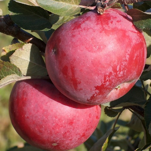 Malus domestica 'Orlik' - Õunapuu 'Orlik' C6/6L